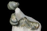 Stunning Crotalocephalina & Reedops Trilobite Association #175054-4